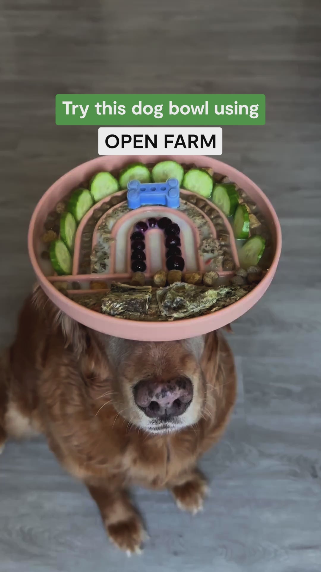 dog balancing bowl of food on its head