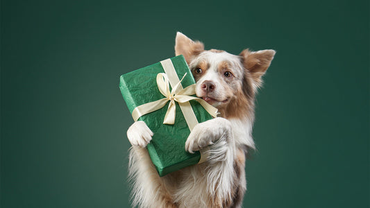  Happy dog holding gift. 